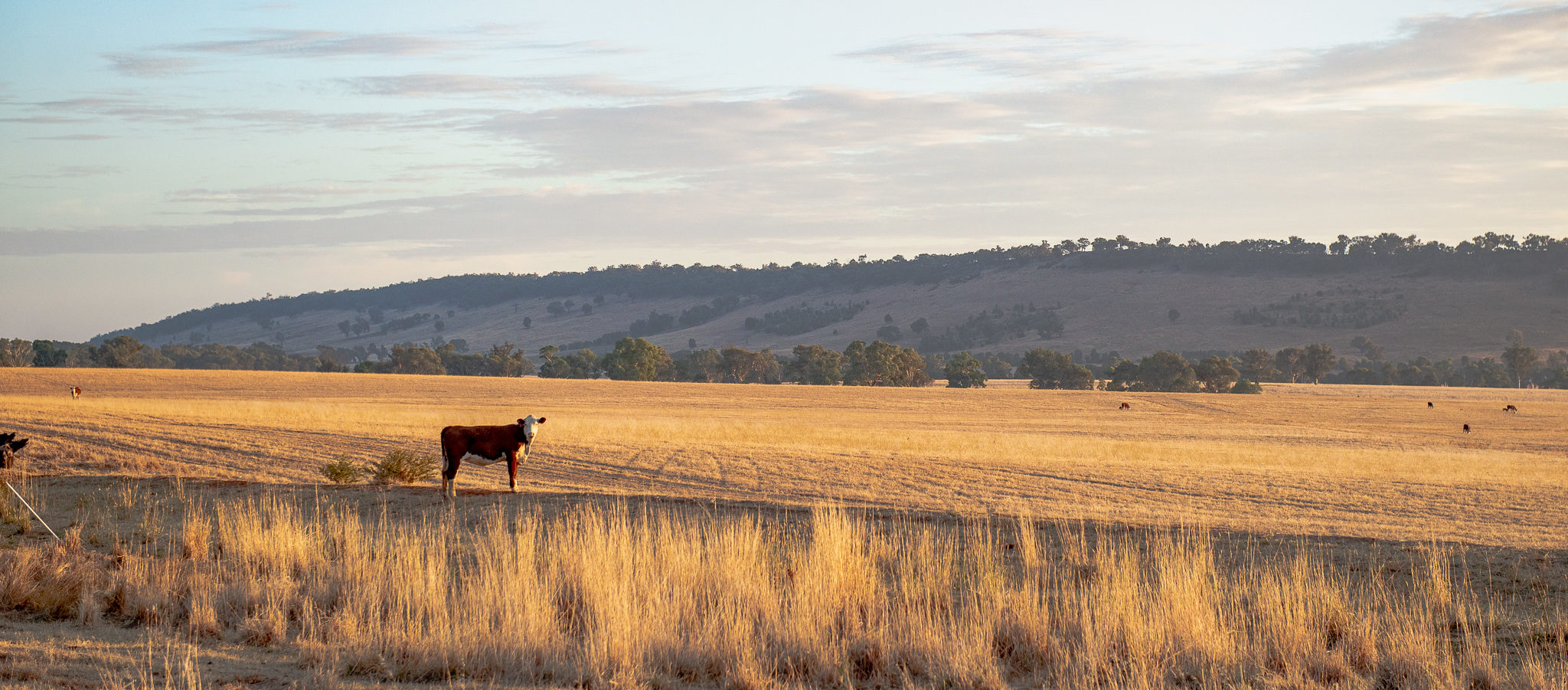 View of Cootamundra, New South Wales.