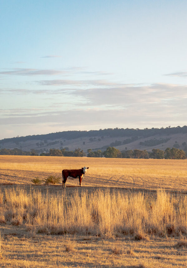 View of Cootamundra, New South Wales.