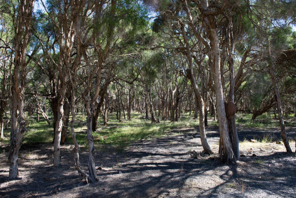 Swamp tea trees at the Purga Nature Reserve.