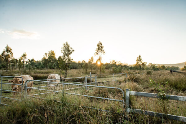 Image of livestock on a farm at South Ripley