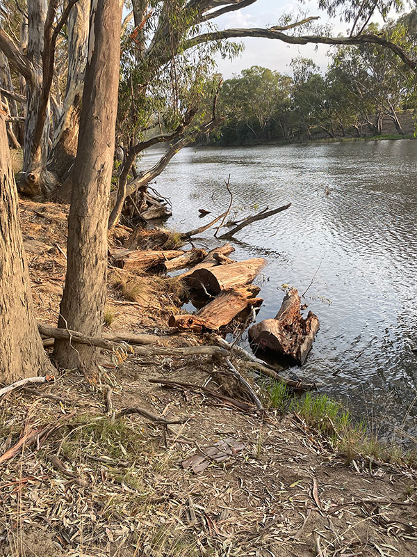 Logs lying on a riverbank