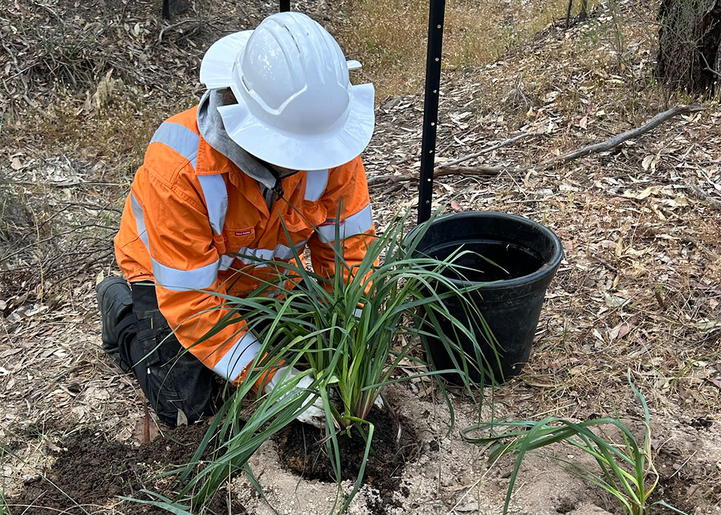 In a bushland setting, with a barbed wire fence in the background, a worker kneels. He is holding a reedy plant, which he has just lowered into a hole in the ground. An empty pot sits nearby.