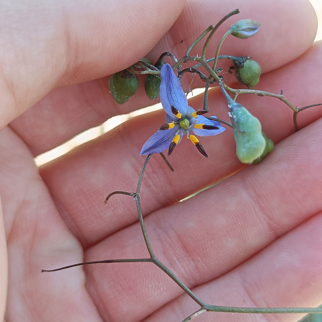 A hand holds a delicate, small flower, with three pale petals and five bright stamens in a circle. It is attached to a woody stem, which also has seed pods.