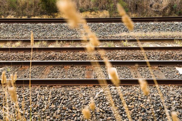 Two sets of train tracks cross ballast, with fronds of wheat in front.