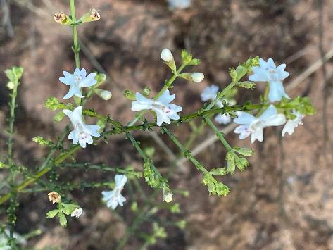 A plant with white flowers.