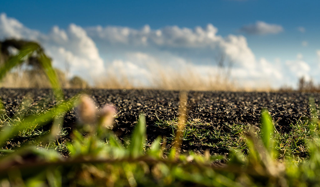 A field of wild flowers and crops