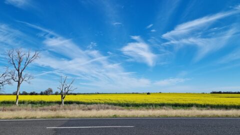 Road in the foreground with bright yellow canola field and blue sky with wispy clouds