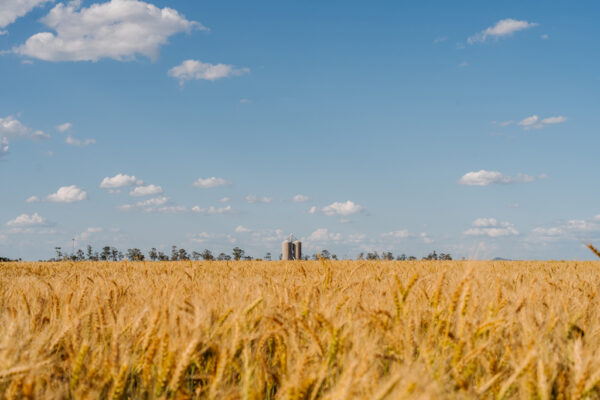 Wheat fields under a slightly cloudy sky with silos at the horizon.